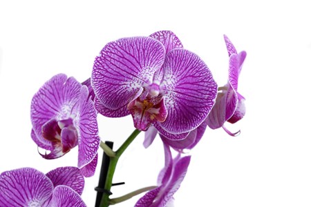 Орхидея в горшке "Орхидея Фаленопсис сиреневая в полоску 2ст"
